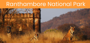 Trip To Ranthambore National Park, Rajasthan